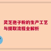 灵芝孢子粉的生产工艺与提取流程全解析