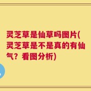 灵芝草是仙草吗图片(灵芝草是不是真的有仙气？看图分析)