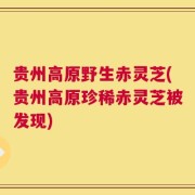 贵州高原野生赤灵芝(贵州高原珍稀赤灵芝被发现)