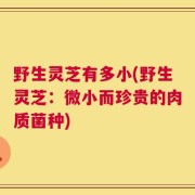 野生灵芝有多小(野生灵芝：微小而珍贵的肉质菌种)