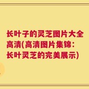 长叶子的灵芝图片大全高清(高清图片集锦：长叶灵芝的完美展示)