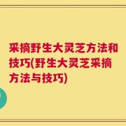 采摘野生大灵芝方法和技巧(野生大灵芝采摘方法与技巧)