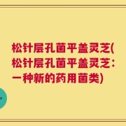 松针层孔菌平盖灵芝(松针层孔菌平盖灵芝：一种新的药用菌类)