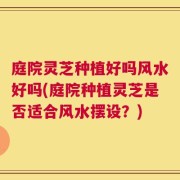 庭院灵芝种植好吗风水好吗(庭院种植灵芝是否适合风水摆设？)