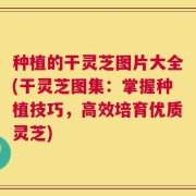 种植的干灵芝图片大全(干灵芝图集：掌握种植技巧，高效培育优质灵芝)