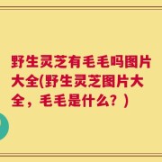 野生灵芝有毛毛吗图片大全(野生灵芝图片大全，毛毛是什么？)