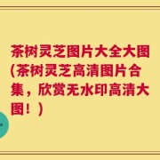 茶树灵芝图片大全大图(茶树灵芝高清图片合集，欣赏无水印高清大图！)