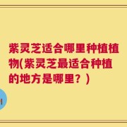 紫灵芝适合哪里种植植物(紫灵芝最适合种植的地方是哪里？)