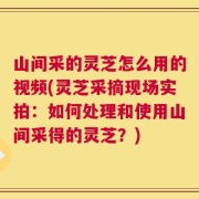 山间采的灵芝怎么用的视频(灵芝采摘现场实拍：如何处理和使用山间采得的灵芝？)