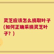 灵芝应该怎么摘取叶子(如何正确采摘灵芝叶子？)