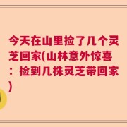 今天在山里捡了几个灵芝回家(山林意外惊喜：捡到几株灵芝带回家)