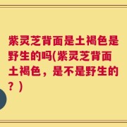 紫灵芝背面是土褐色是野生的吗(紫灵芝背面土褐色，是不是野生的？)
