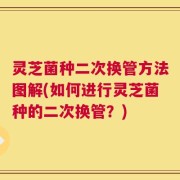 灵芝菌种二次换管方法图解(如何进行灵芝菌种的二次换管？)