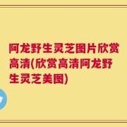 阿龙野生灵芝图片欣赏高清(欣赏高清阿龙野生灵芝美图)