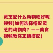 灵芝配什么动物吃好呢视频(如何选择搭配灵芝的动物肉？——美食视频教你正确搭配)