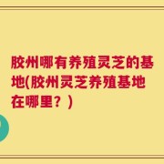 胶州哪有养殖灵芝的基地(胶州灵芝养殖基地在哪里？)