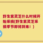 野生紫灵芝什么时候开始采摘(野生紫灵芝采摘季节即将到来！)