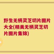 野生无柄灵芝切片图片大全(精美无柄灵芝切片图片集锦)