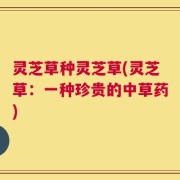 灵芝草种灵芝草(灵芝草：一种珍贵的中草药)