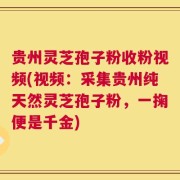 贵州灵芝孢子粉收粉视频(视频：采集贵州纯天然灵芝孢子粉，一掬便是千金)
