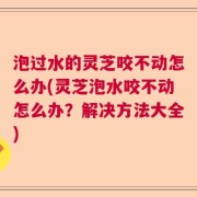 泡过水的灵芝咬不动怎么办(灵芝泡水咬不动怎么办？解决方法大全)
