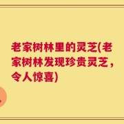 老家树林里的灵芝(老家树林发现珍贵灵芝，令人惊喜)