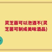 灵芝菌可以泡酒不(灵芝菌可制成美味酒品)