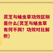 灵芝与蛹虫草功效区别是什么(灵芝与蛹虫草有何不同？功效对比解析)