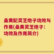 桑黄配灵芝炮子功效与作用(桑黄灵芝炮子：功效及作用简介)