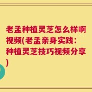 老孟种植灵芝怎么样啊视频(老孟亲身实践：种植灵芝技巧视频分享)
