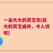 一朵大大的灵芝花(巨大的灵芝盛开，令人惊叹)