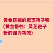 黄金搭档的灵芝孢子粉(黄金搭档：灵芝孢子粉的强力功效)