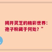 揭开灵芝的精彩世界：孢子粉藏于何处？”