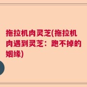 拖拉机肉灵芝(拖拉机肉遇到灵芝：跑不掉的姻缘)