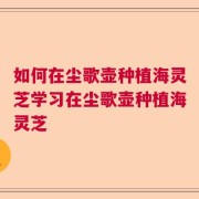 如何在尘歌壶种植海灵芝学习在尘歌壶种植海灵芝