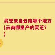 灵芝来自云南哪个地方(云南哪里产的灵芝？)