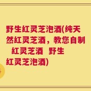 野生红灵芝泡酒(纯天然红灵芝酒，教您自制  红灵芝酒  野生红灵芝泡酒)