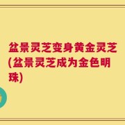 盆景灵芝变身黄金灵芝(盆景灵芝成为金色明珠)