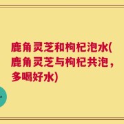 鹿角灵芝和枸杞泡水(鹿角灵芝与枸杞共泡，多喝好水)