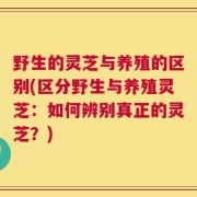 野生的灵芝与养殖的区别(区分野生与养殖灵芝：如何辨别真正的灵芝？)