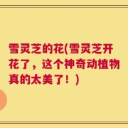 雪灵芝的花(雪灵芝开花了，这个神奇动植物真的太美了！)