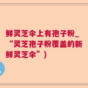 鲜灵芝伞上有孢子粉_“灵芝孢子粉覆盖的新鲜灵芝伞”)