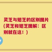 灵芝与翅芝的区别图片(灵芝和翅芝图解：区别就在这！)