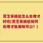 灵芝采摘后怎么处理才好吃(灵芝采摘后如何处理才能美味可口？)