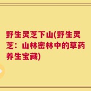 野生灵芝下山(野生灵芝：山林密林中的草药养生宝藏)