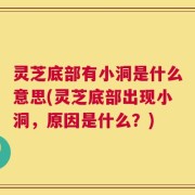 灵芝底部有小洞是什么意思(灵芝底部出现小洞，原因是什么？)