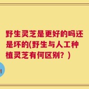 野生灵芝是更好的吗还是坏的(野生与人工种植灵芝有何区别？)