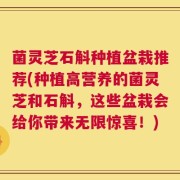 菌灵芝石斛种植盆栽推荐(种植高营养的菌灵芝和石斛，这些盆栽会给你带来无限惊喜！)