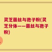 灵芝菌丝与孢子粉(灵芝分体——菌丝与孢子粉)