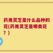 药用灵芝是什么品种的花(药用灵芝是哪类花？)